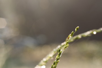 water drops on a leaf