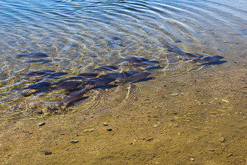 A group of fish swims in the shallows in the lake