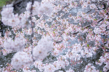 満開の桜　春