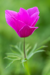 Red Anemone flower and foliage over bright background.
