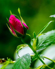 Pink wild rose bud 