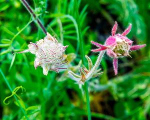 Long plumed purple avens wildflower