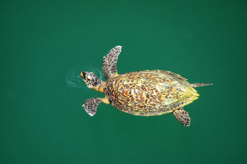 Obraz premium Green sea turtle swimming in Turtles Hole on Ouvea Island, Loyalty Islands, New Caledonia