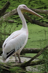 White Pelican   (Pelecanus onocrotalus)