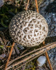 Puffball mushroom in forest