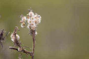 planta aveludada