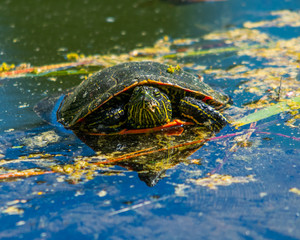 Turtle in water