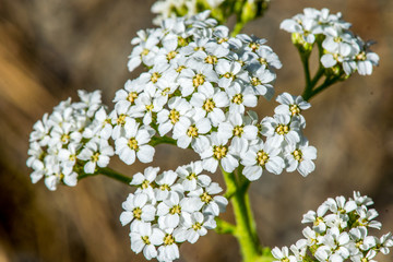 Yarrow wildflowers in forest