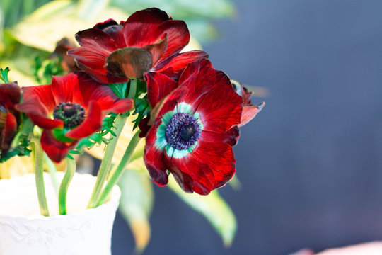 animon, anemone