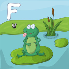 Green frog on a lake. Childrens illustrated alphabet. Letter F .