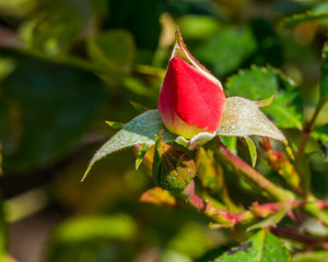 Red rose bud in garden