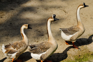 View of domesticated chinese gooses family on the farm