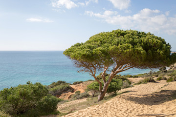 Fototapeta na wymiar Pine forest, La Breña y Marismas del Barbate Natural Park, Barbate, Cadiz province, Costa de la Luz, Andalusia, Spain