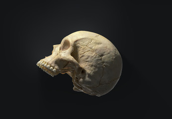 human skull on a dark background