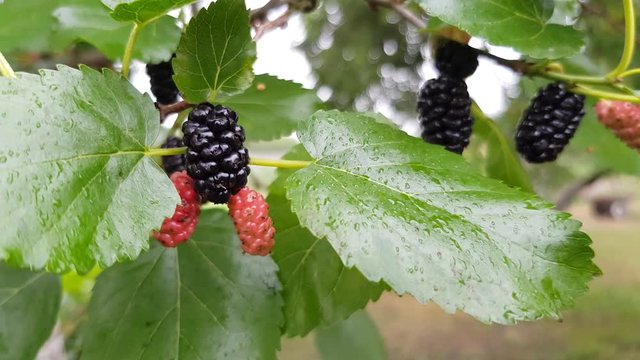 berries of mulberry on a branch. red and black mulberry ripens on a branch