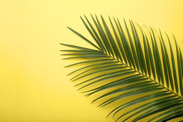 Green palm leaf on yellow background