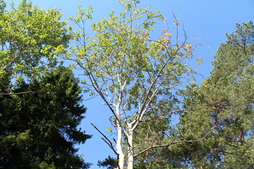  White birch