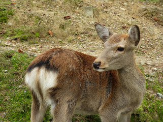 Close-up of a deer in Nara, Japan