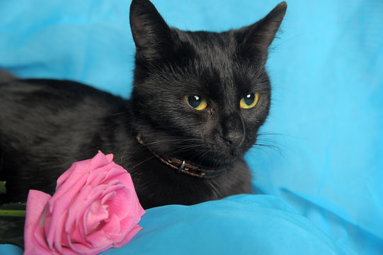 black cat and pink rose on a blue background