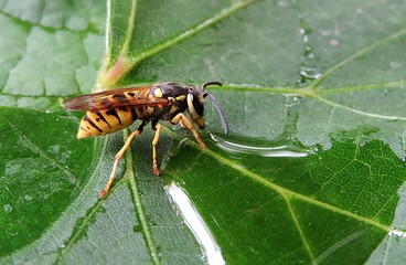 Wasp drinking dew on green leaf, closeup