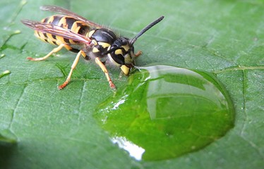 Wasp drinking dew on green leaf, closeup