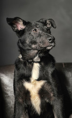 purebred dog black and white, portrait