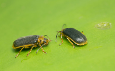 Water lily beetles, Galerucella nymphaeae on water lily leaf