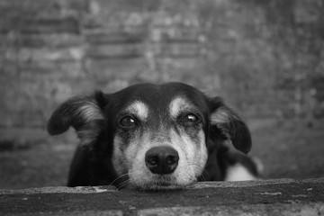 Cachorro reflexivo