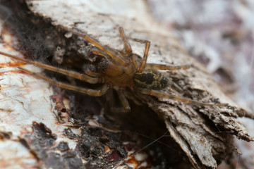 Lace-webbed spider, Amaurobius similis on wood, macro photo