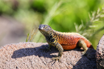 Male Hood lava lizard on Espanola Island, Galapagos National park, Ecuador