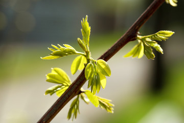 Beautiful blooming on tree branch