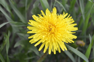 dandelion