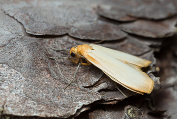 Male Buff footman, Eilema depressum on pine bark, macro photo