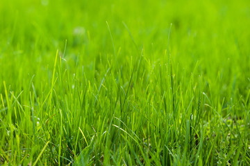 Green grass background
