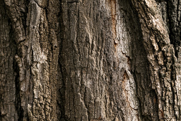 Background of tree bark texture