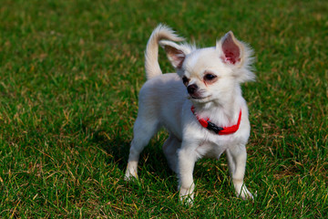 Dog breed Chihuahua