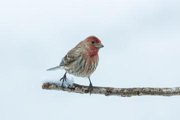 House Finch