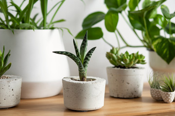 Close up of air plants, cacti and succulents composition in design and hipster pots on the brown table. White walls. Modern and floral concept of home garden interior. Nature love. 