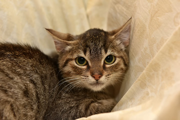 frightened tabby kitten