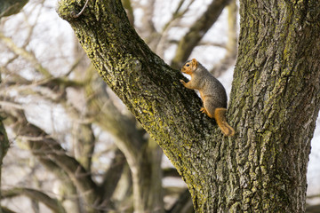 Squirrel Watching in Tree