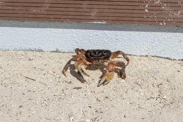 Live tropical sand crab ocypode quadrata on the sand beach of the Philippines close-up
