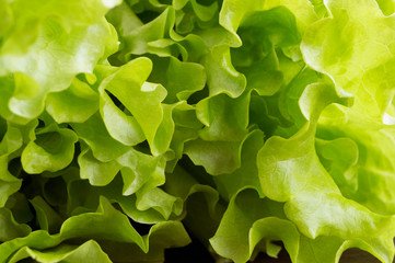 Fresh green salad. close up.