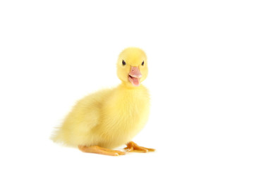 Little yellow duckling on white background