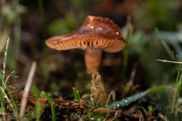 Pilz