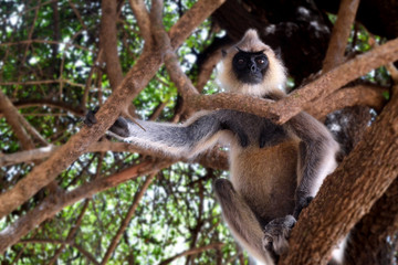 Grey langur monkey in Trincomalee, Sri Lanka