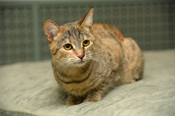 striped with brown cat