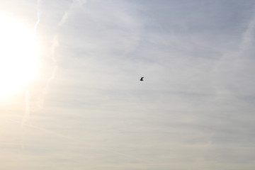 a seagull over the North Sea