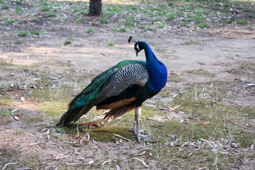 Peacock male