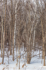 Winter Forest with Birches