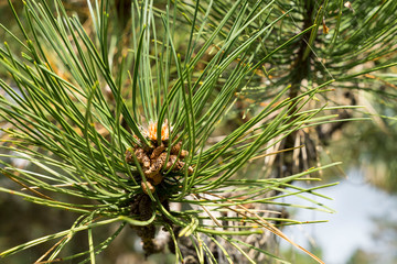 Naklejka na ściany i meble a detail of evergreen pine branches in the open-air meadow